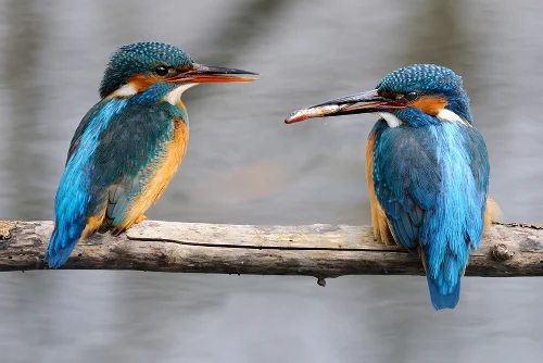 Bild von zwei Eisvögeln, einer mit einem kleinen Fisch im Schnabel